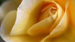 Yellow rose Flowers all