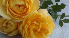 Yellow Rose yellow flowers