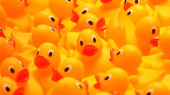 Yellow rubber Ducks