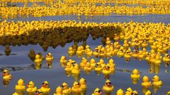 Yellow sunglasses rubber ducks