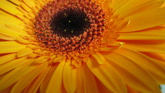 Yellow sunshine flower