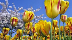 Yellow tulips