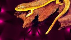 Yellow wall simple golden skink