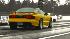 Yellowbird body high