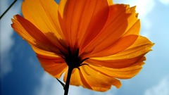 Yellowflower savin lots here