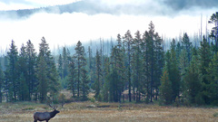 Yellowstone elk high