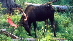 Yellowstone moose losing velvet