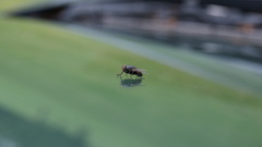 Yes mine Sony hobby its dsc purchased