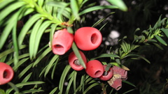 Yew aka taxus tree