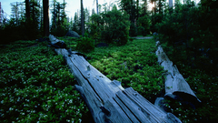 Yosemite National Park Flowers