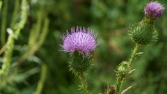 You flower New camera