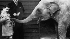 Young Bobby elephants