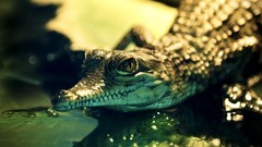 Young bokeh Reptiles baby animals alligators