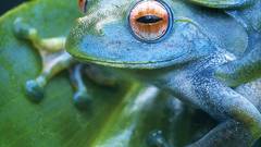 Young Frogs amphibians