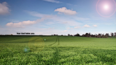 Young Green wheat field