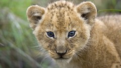 Young Lions Kenya baby animals mara