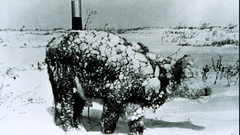 Young steer after blizzard