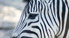 Zebra Oh high