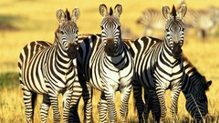 Zebras