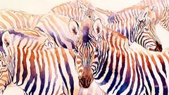 Zebras
