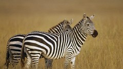 Zebras