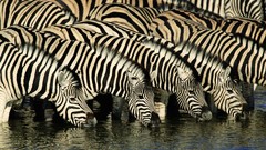 Zebras