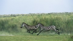 Zebras