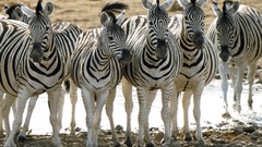 Zebras