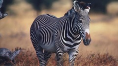 Zebras