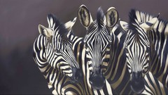 Zebras artwork