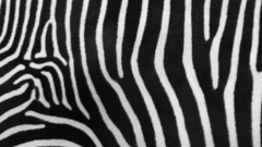 Zebras carpet