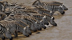 Zebras drinking Kenya mara