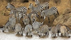 Zebras Kenya mara