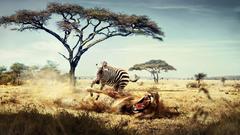 Zebras Lions Animals