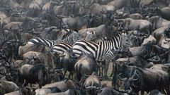 Zebras national geographic