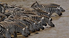Zebras rivers drinking Kenya mara