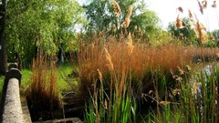 Zen lakes monster fish