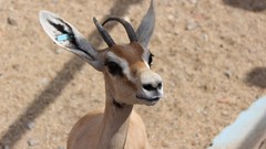 Zoo gazelle roe