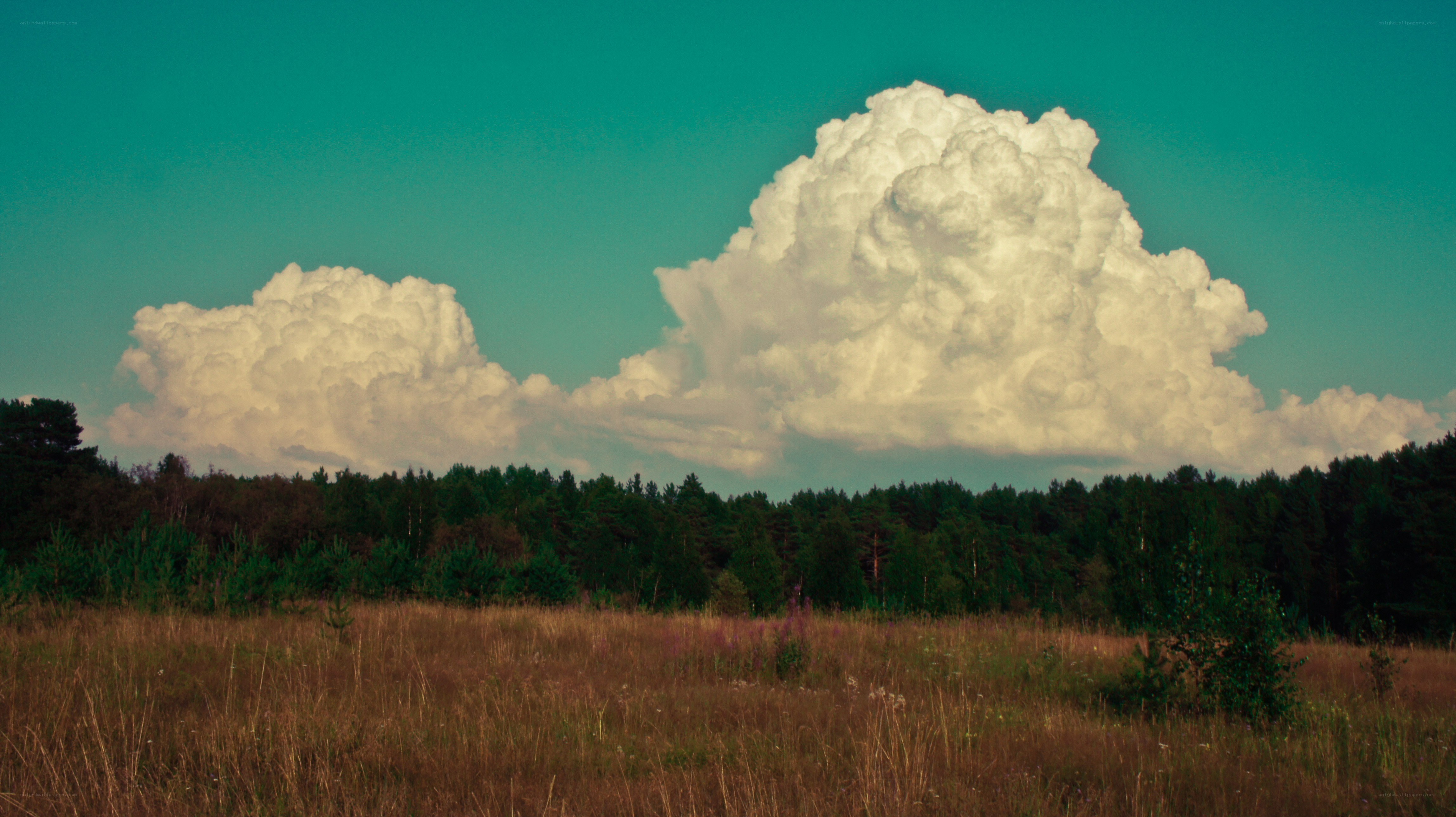 Thunderstorm clouds over forest