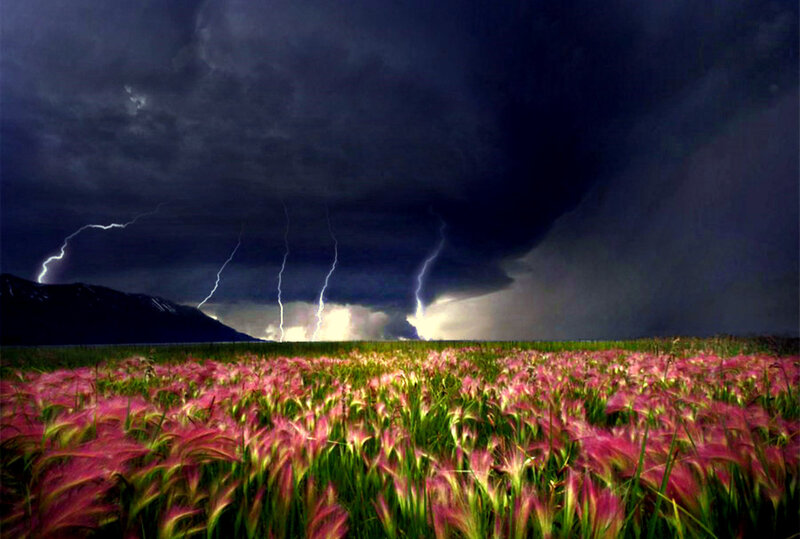Thunderstorm over a pink field