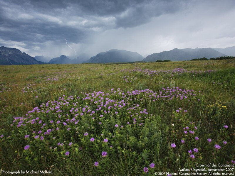 Thunderstorm over Wildflower Field
