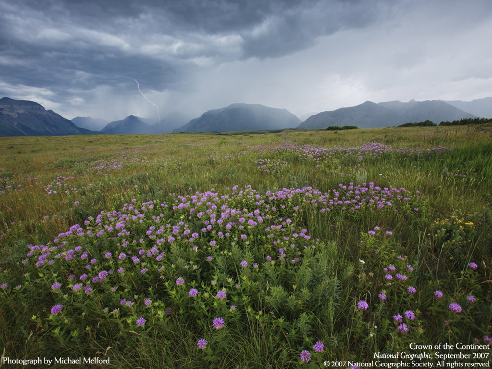 Thunderstorm over Wildflower Field