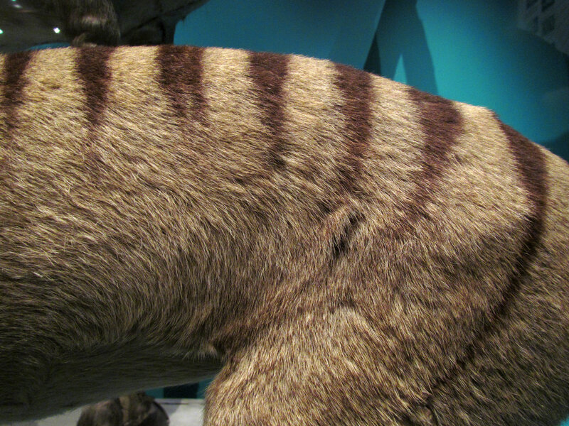 Thylacine Fur Pattern