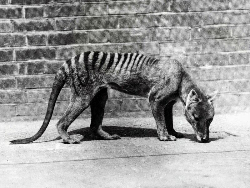Thylacine in front of brick wall