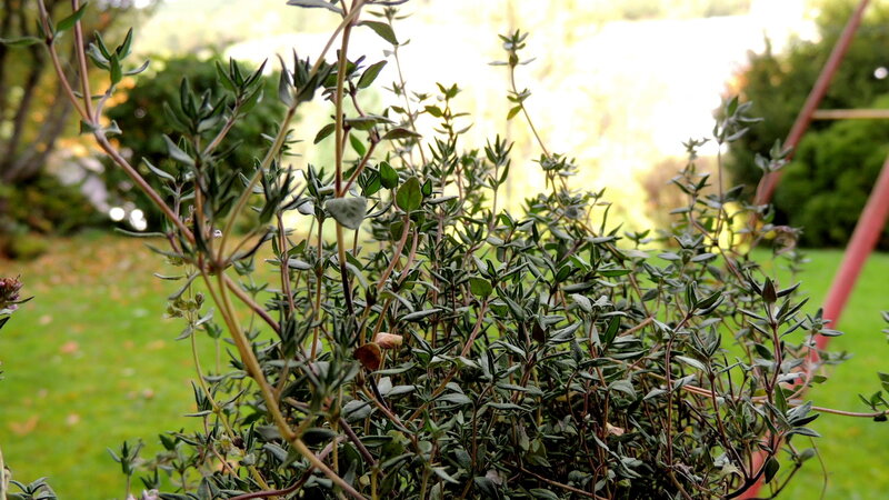 Thyme Plant in Garden