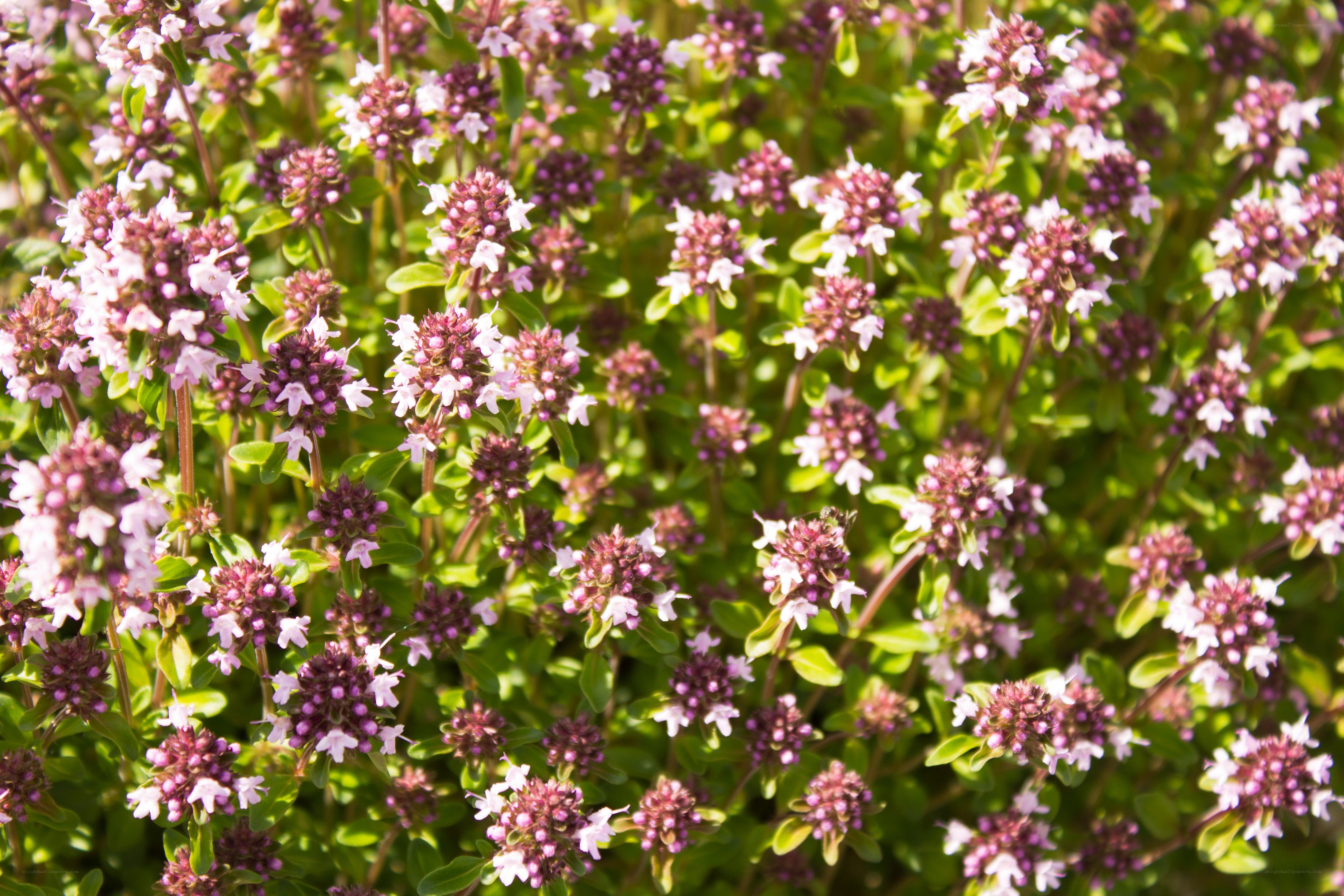 thyme plant with purple flowers