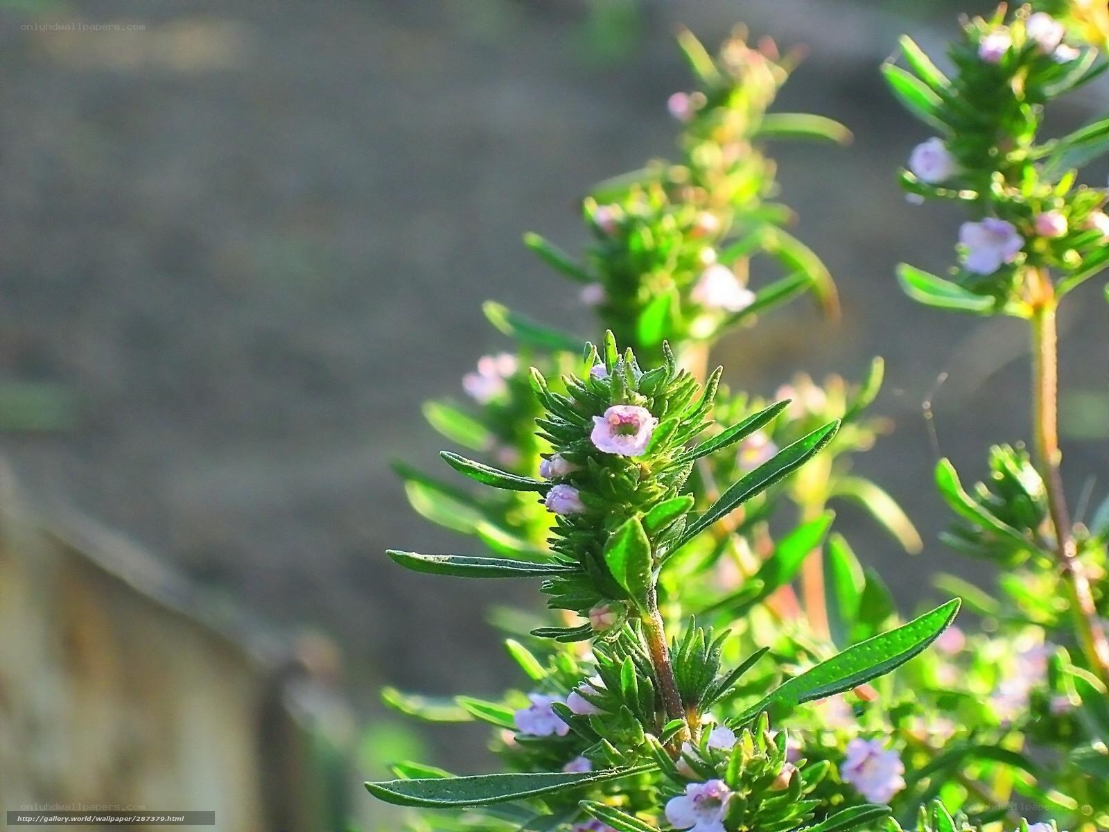 Thyme plant with small flowers