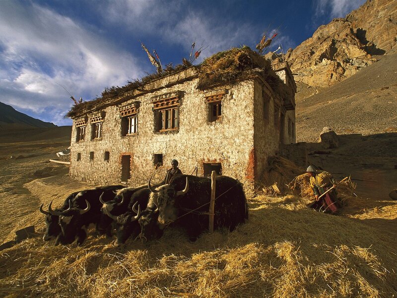 Tibetan farmhouse with yaks