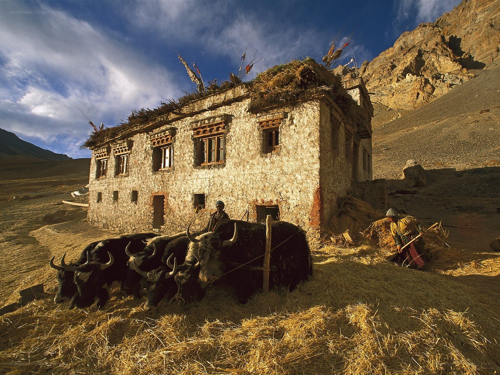 Tibetan farmhouse with yaks