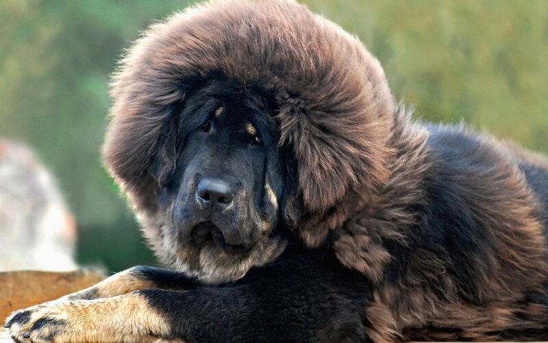 Tibetan Mastiff Dog — Black, Calm